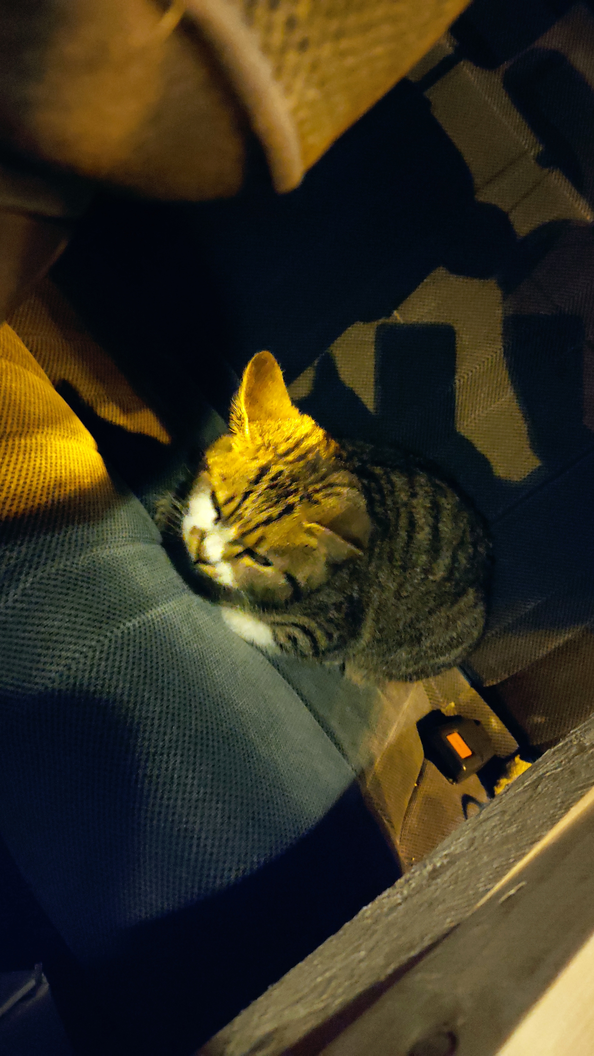 Lost in Krasnodar - My, No rating, Lost, Krasnodar, Tricolor cat, Longpost, cat, Found a cat