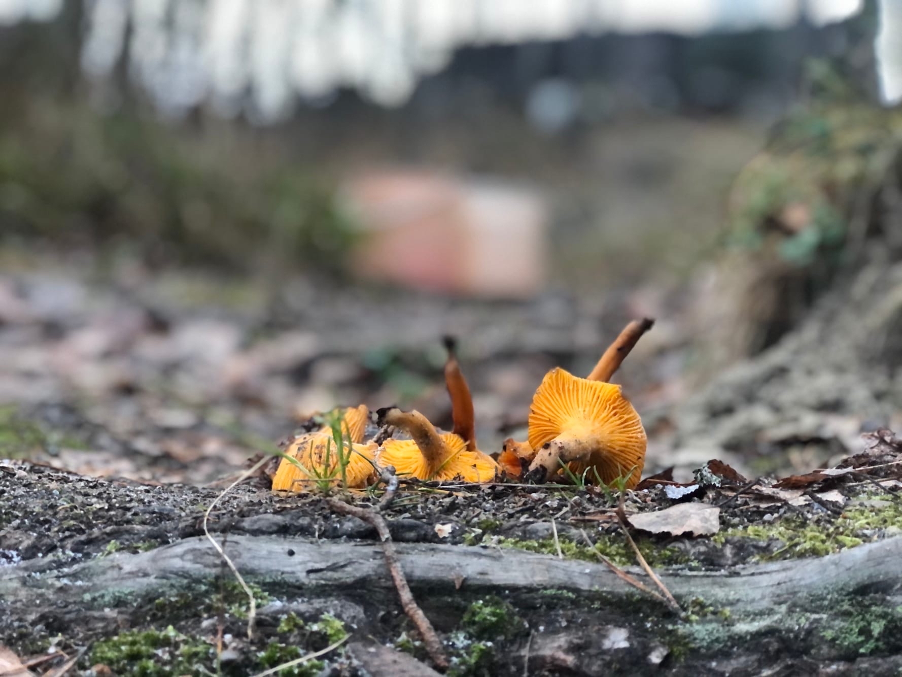 Mushrooms in Karelia November 21 - My, Mushrooms, November, Карелия