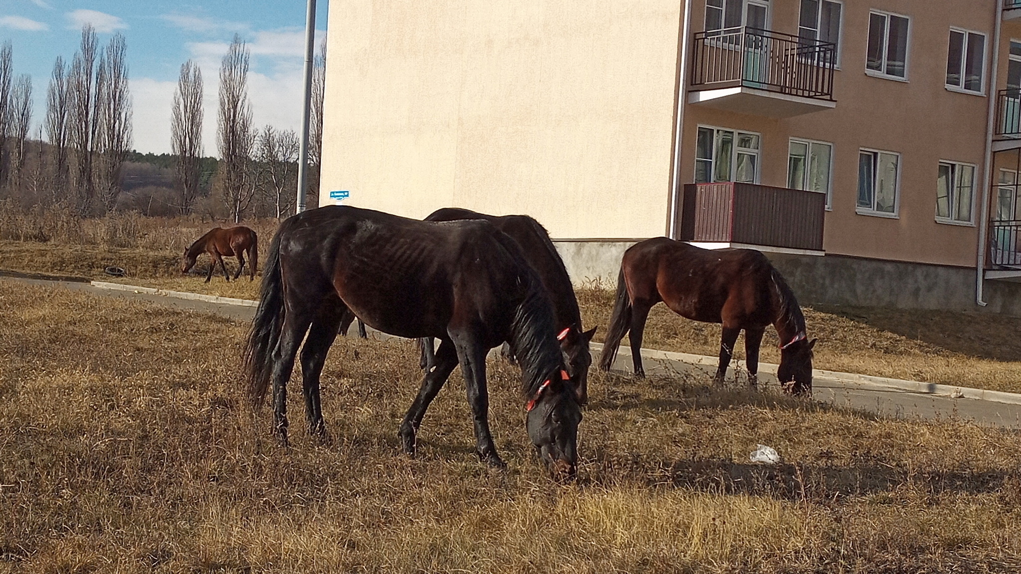 Chocolate horses on Katykhina - My, Horses, Cow, Okapi, Kislovodsk, Pets, Animals, Video, Longpost