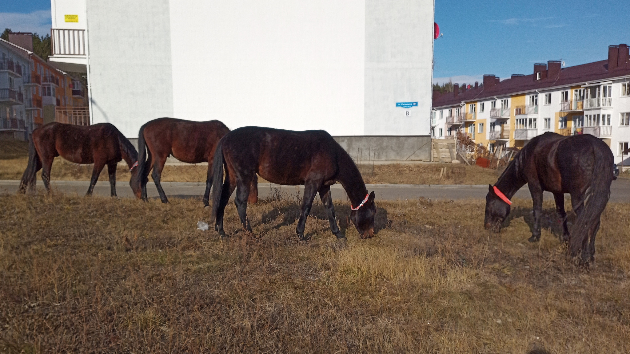 Chocolate horses on Katykhina - My, Horses, Cow, Okapi, Kislovodsk, Pets, Animals, Video, Longpost