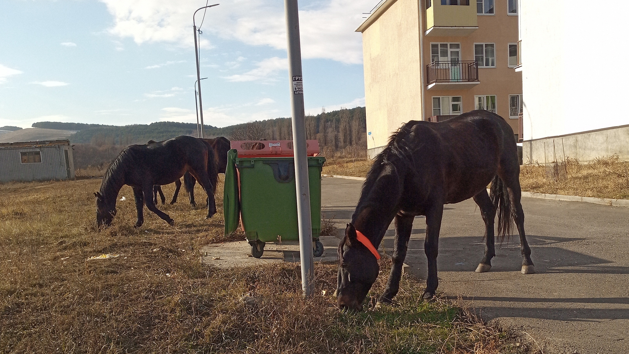 Chocolate horses on Katykhina - My, Horses, Cow, Okapi, Kislovodsk, Pets, Animals, Video, Longpost