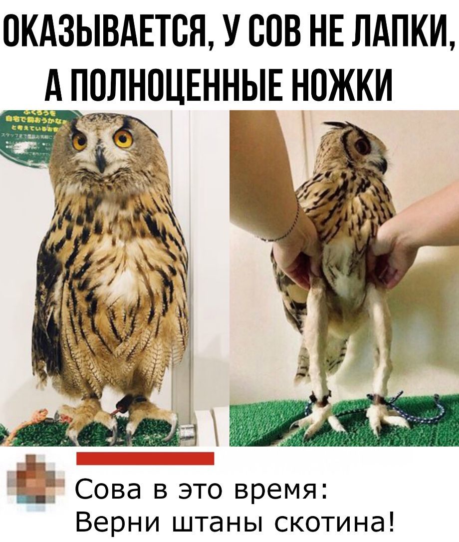 Owl without pants - Owl, Legs, Pants, Picture with text