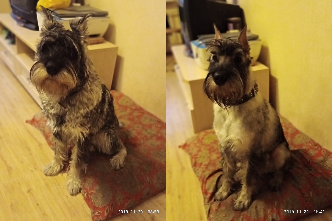 On\Off - My, Dog days, Dog, Schnauzers