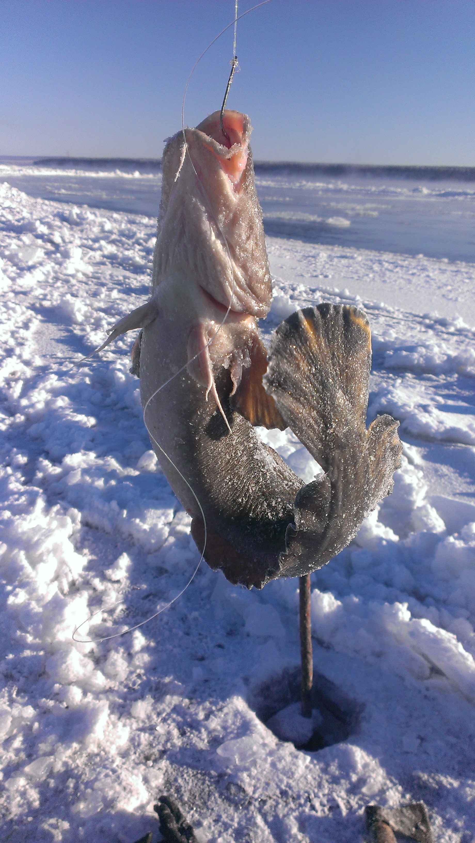 The blazing cold sun of Yakutia, the first pokes at the burbot... - My, Lena river, Olekminsk, Burbot, Sunset, Longpost, Fishing, Winter fishing