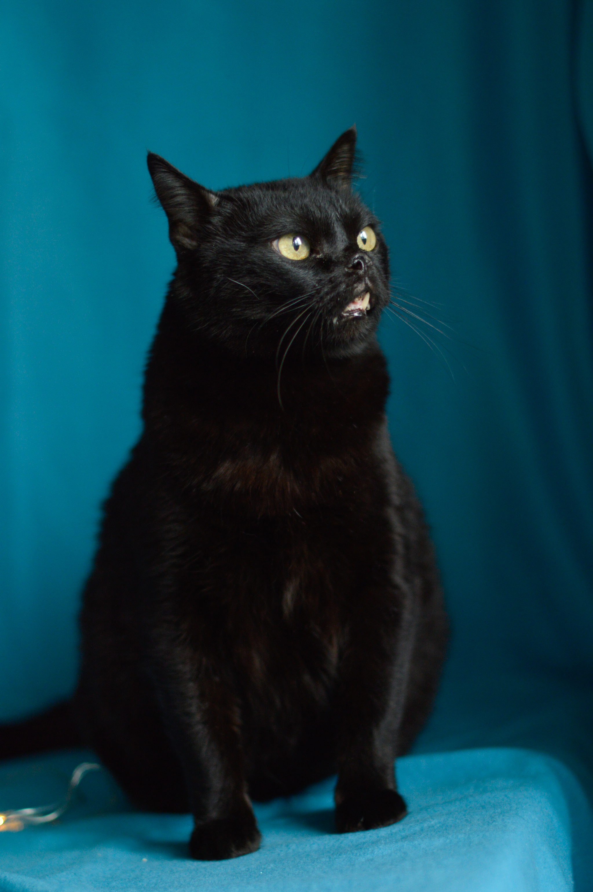 Prune is a cat that no one wants! - My, cat, Black cat, Moscow, Animal shelter, In good hands, Longpost, No rating