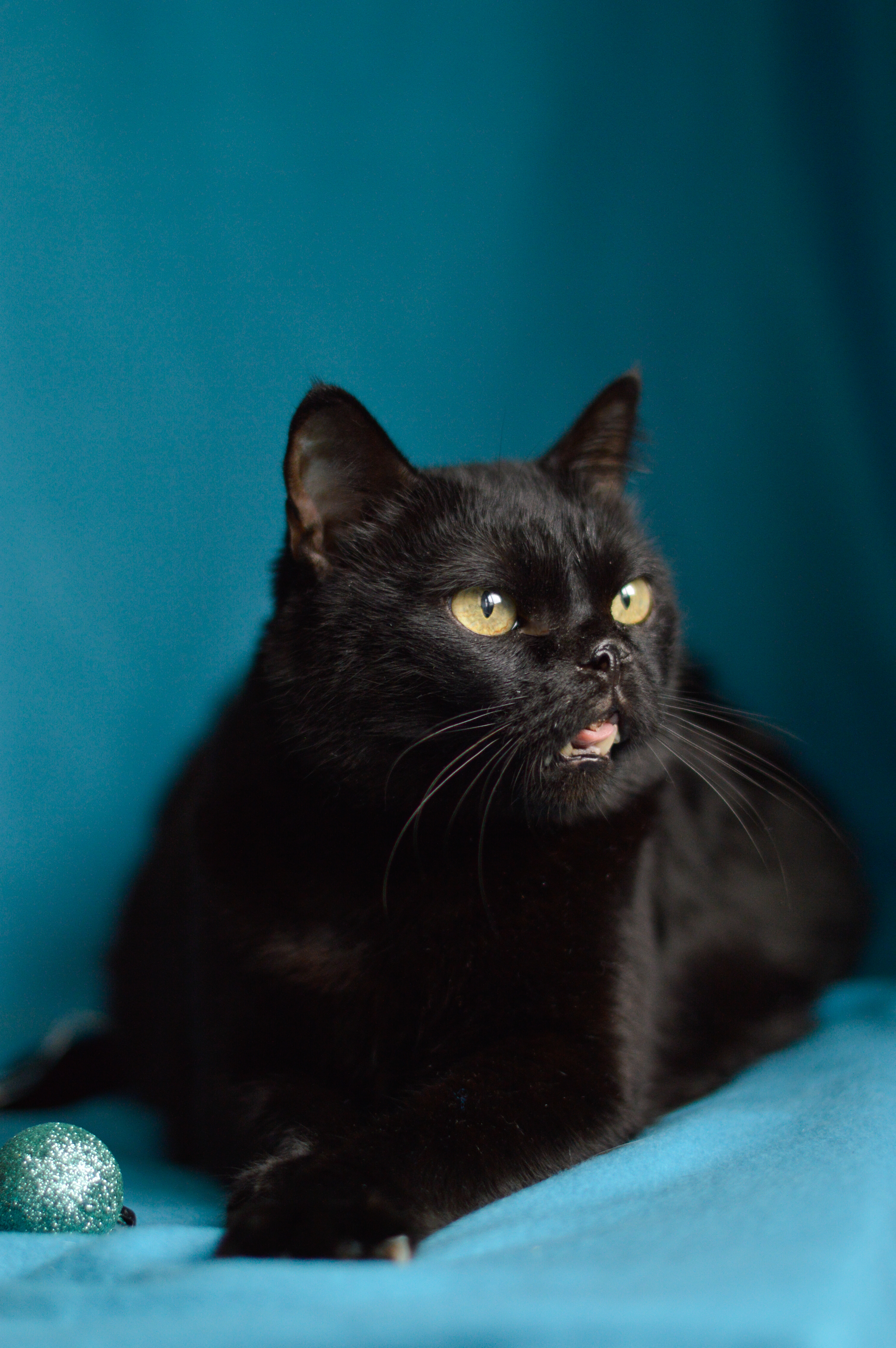 Prune is a cat that no one wants! - My, cat, Black cat, Moscow, Animal shelter, In good hands, Longpost, No rating