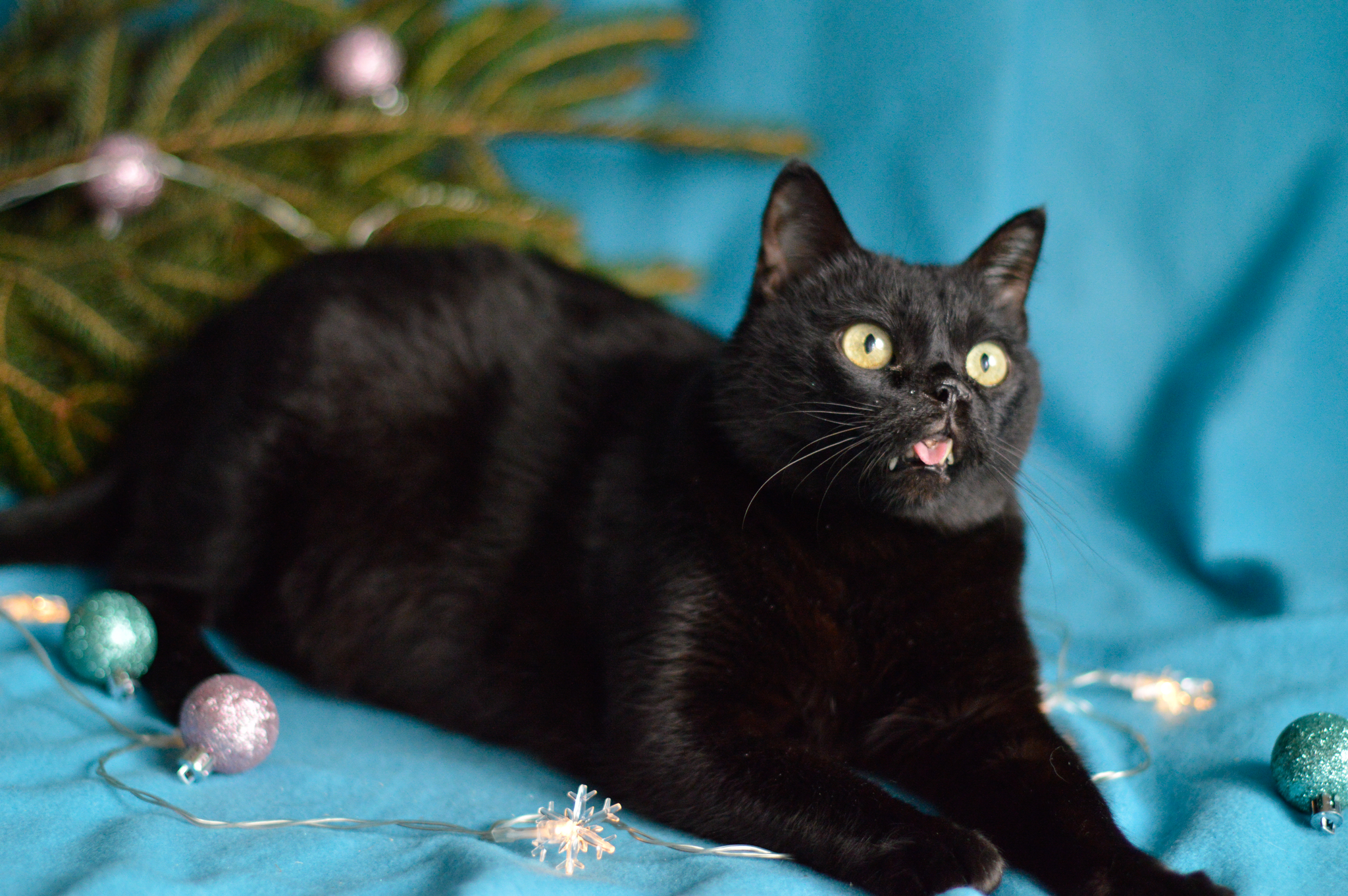 Prune is a cat that no one wants! - My, cat, Black cat, Moscow, Animal shelter, In good hands, Longpost, No rating