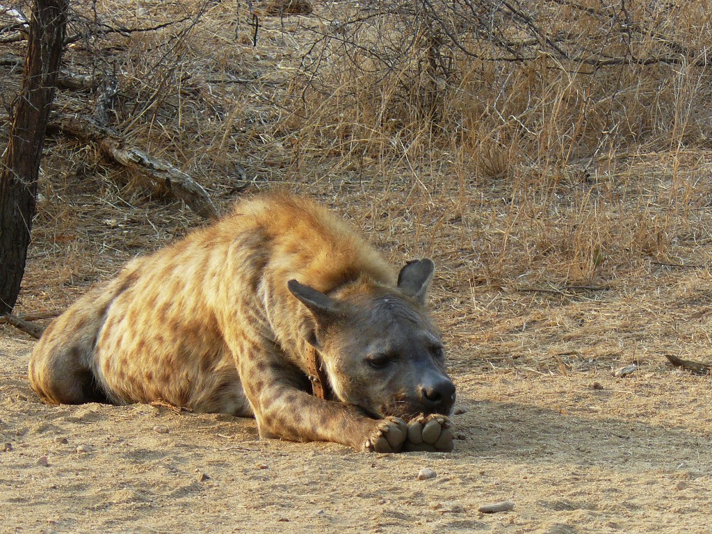 After a delicious lunch, it's time to sleep!... - Hyena, Spotted Hyena, Relaxation, Wild animals, The photo, From the network