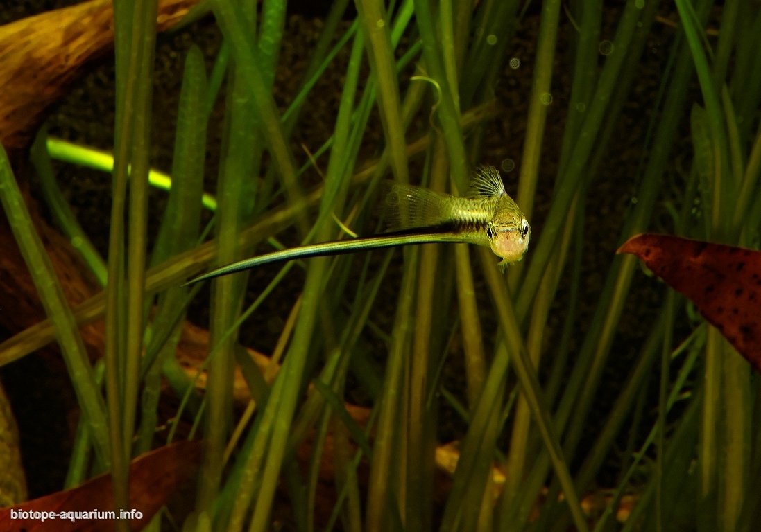 Kings of the Swordsmen. The longest tail. Montezuma swordtail - My, Scalariki, Angelfish, Swordtail, Aquarium fish, Aquarium, Biotope aquariums, Longpost