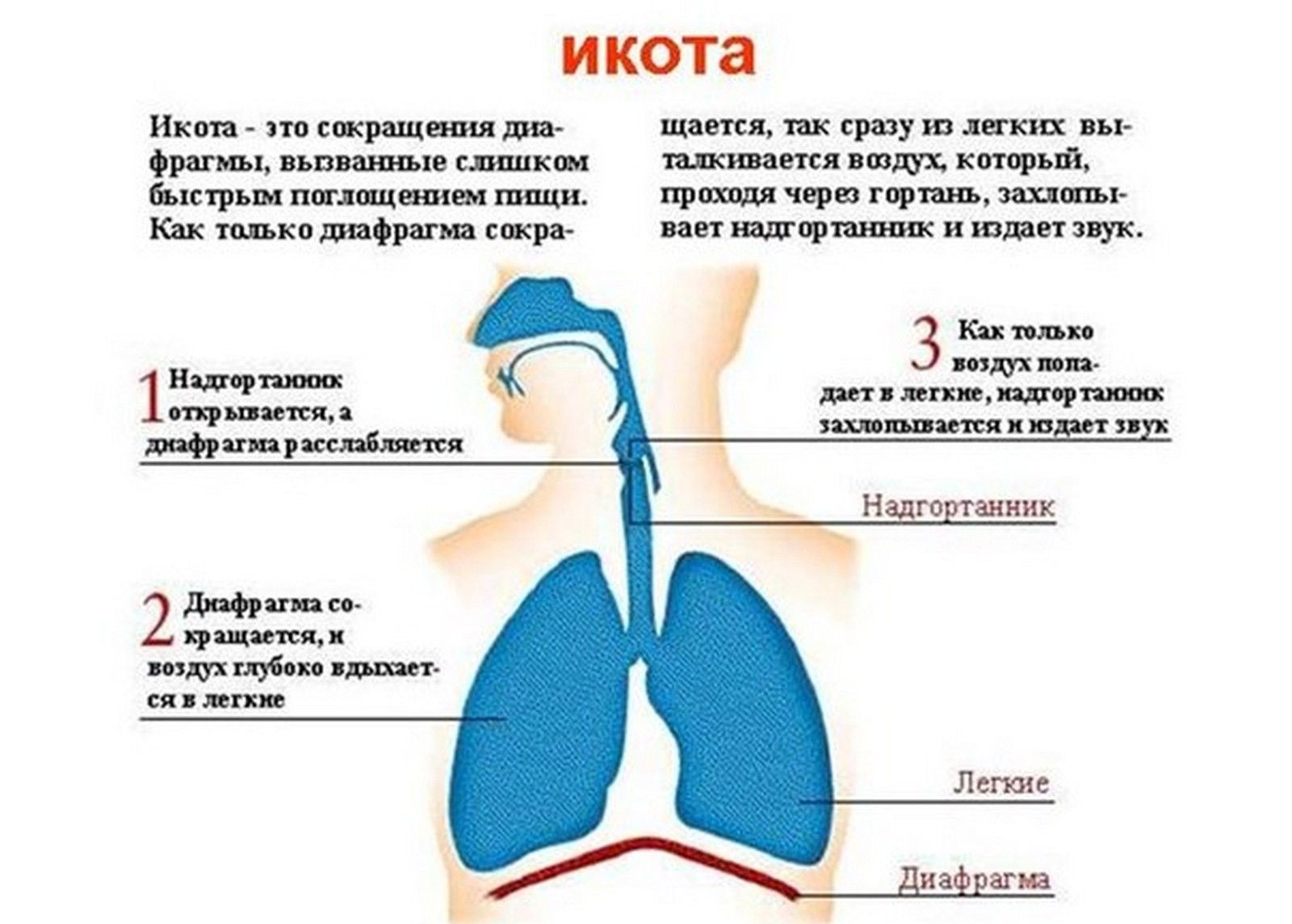 Hotshots about citruses - My, Kitchen, Cook, Moscow, Pyatigorsk, Cooking, Food, Citrus, Orange, Lemon, Lime, Tangerines, Peekaboo, Longpost