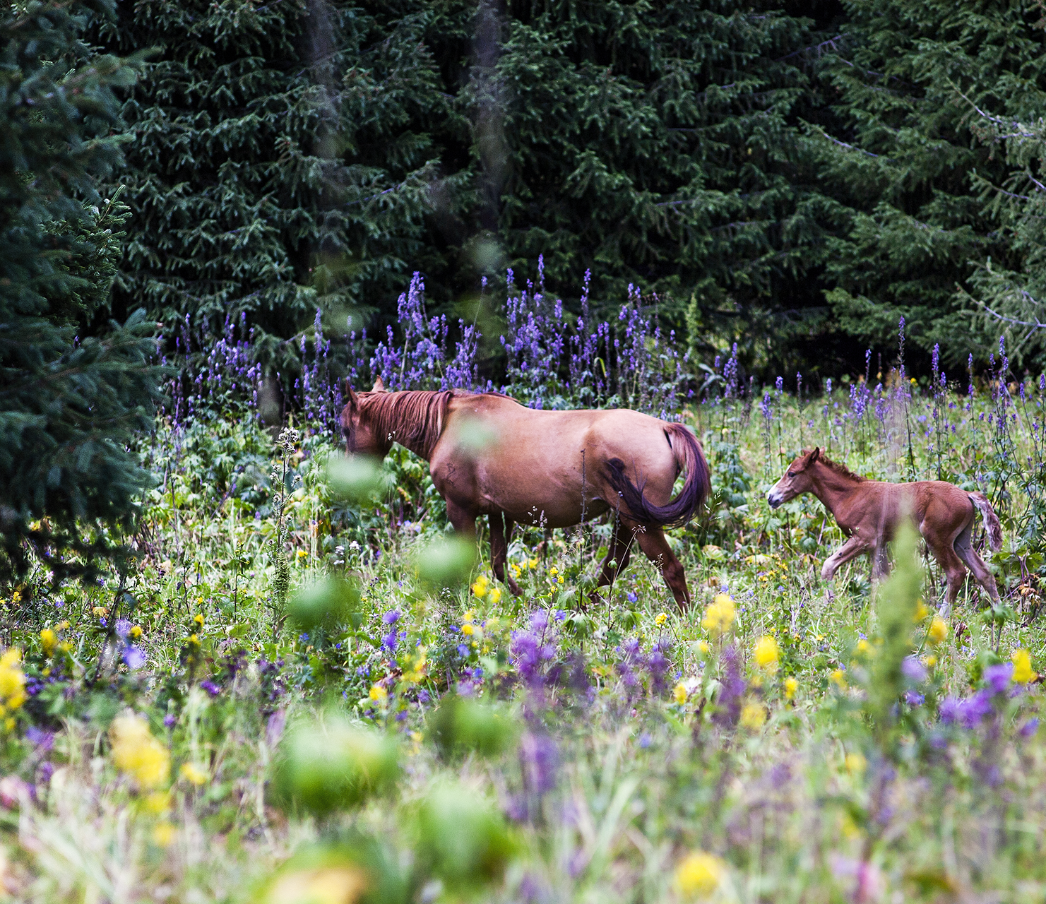 Horses of the Tien Shan - My, Autumn, The mountains, Kazakhstan, Canon 5D