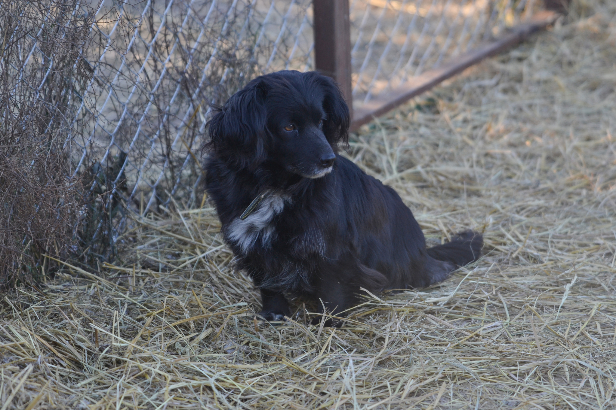 Tsyga. Stories about dogs from foster care - My, Dog, In good hands, Longpost, Moscow region, Shatura