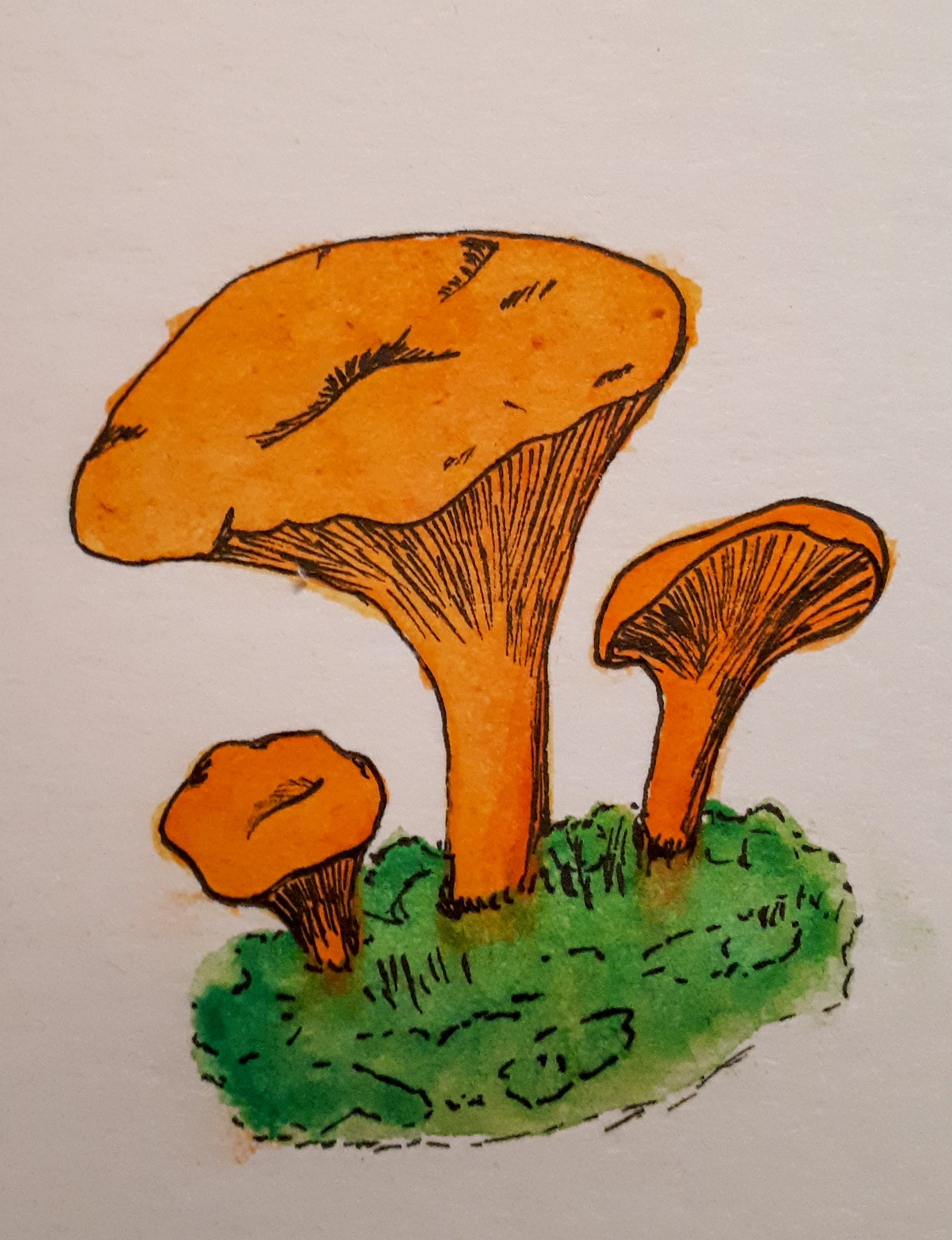 Watercolor and liners - My, Drawing, Watercolor, Liner, Mushrooms, Chanterelles, Longpost