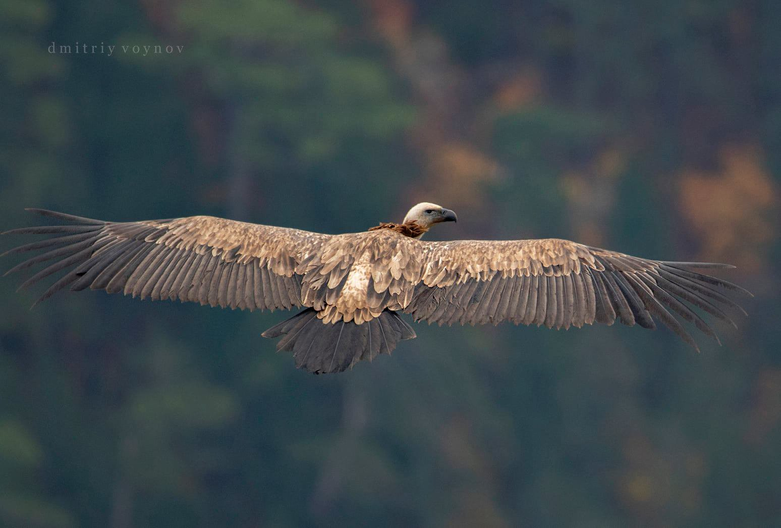 Griffon vulture: from Arkhangelsk to Crimea! - Birds, White-headed vulture, Crimea, Red Book, Red Book of Crimea, Animal Rescue, Arkhangelsk, Animal defenders, Fate, Video, Longpost