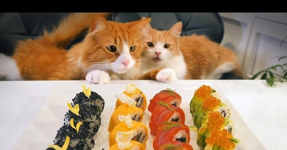 Roll cats. Кот и роллы. Кошка и роллы. Котик кушает роллы. Суши кот.