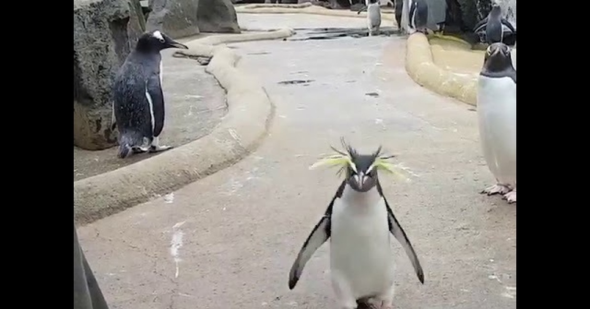 Пингвины сегодня пятница. Видео сегодня будет туса сегодня я напьюсь. Картинка сегодня будет туса. Пятница пингвин видео. Сегодня будет туса сегодня я напьюся пингвин.