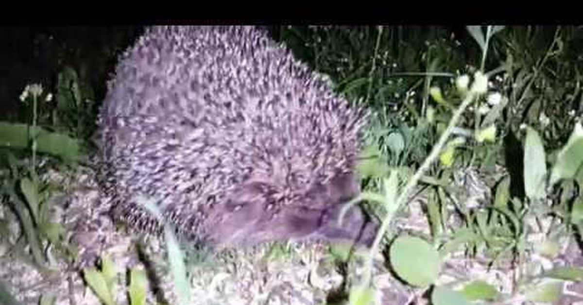 Еж в профиль. Ежики в злом. Блинский ёж. Ежик в городе. Еж в профиль.