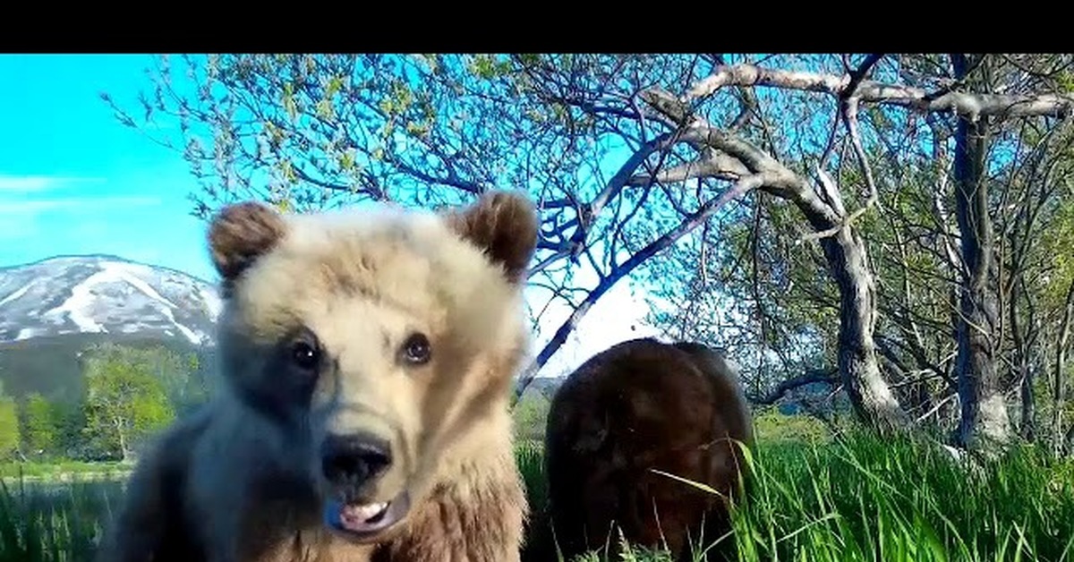 Хороший медведь видео. Кроноцкий заповедник медведи. Селфи с медведем. Селфи медвежонка. Медведь с фотоаппаратом.