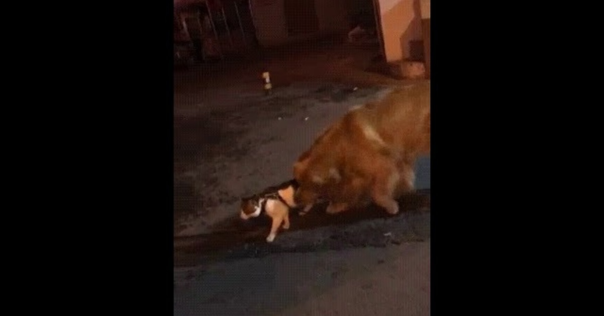 Кот спасает собаку. Кот спасает собаку