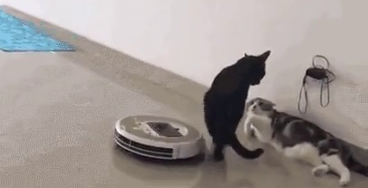 Кот на пылесосе роботе фото
