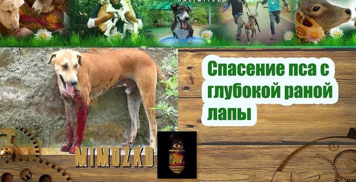 Мое спасение читать