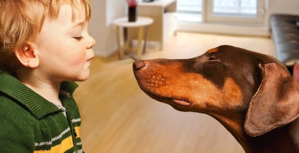 Собака хочет мальчика. Собака для детей. Собака друг человека. Собака картинка для детей. Мальчик с собакой.