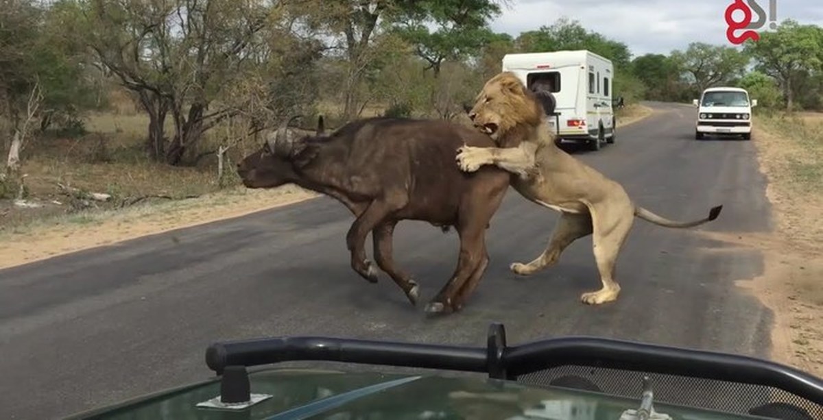 После нападения льва получил. Питбуль Лев тигр. Нападение на буйвол Лев фото.