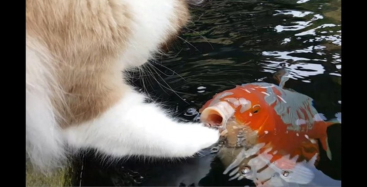 Пытаемся поймать кота. Рыба кошка. Кот с рыбой. Кот с рыбой в зубах. Кошечка с рыбкой.