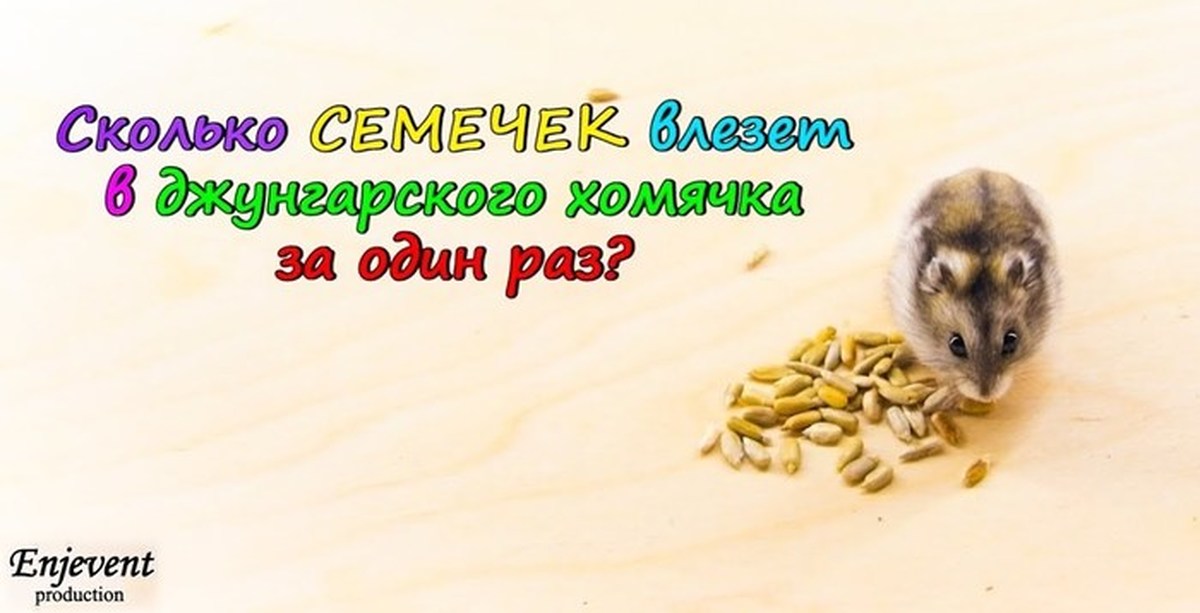 Еда для хомяков. Рацион хомяка. Пшеница хомякам можно. Хомяк с едой. Что можно есть джунгарским хомякам.