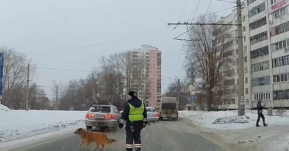 Кадр челябинск. Собака в машине ДПС.