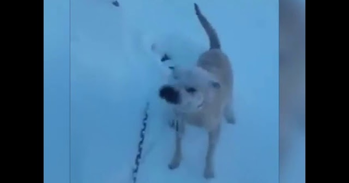 Живой собака видео. Собака окунает кота в снег. Зачес собаки ныряют в снег.