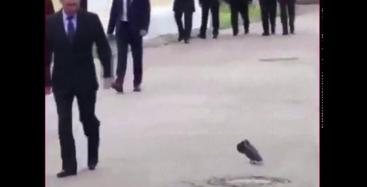 Голубь И Путин Гифка