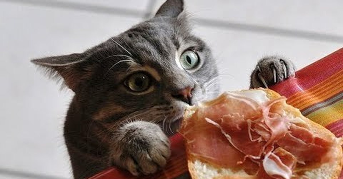 Кошка просит еду. Кот ворует. Кот ворует еду. Коты и еда. Коты воруют еду.