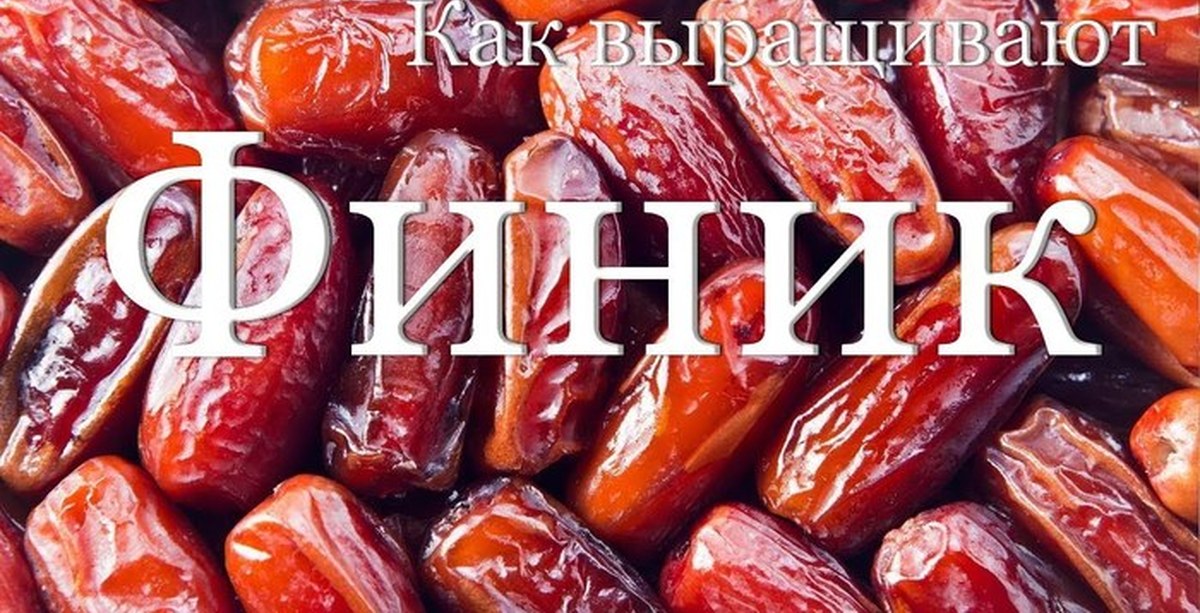 Как выращивают и собирают финики | Пикабу