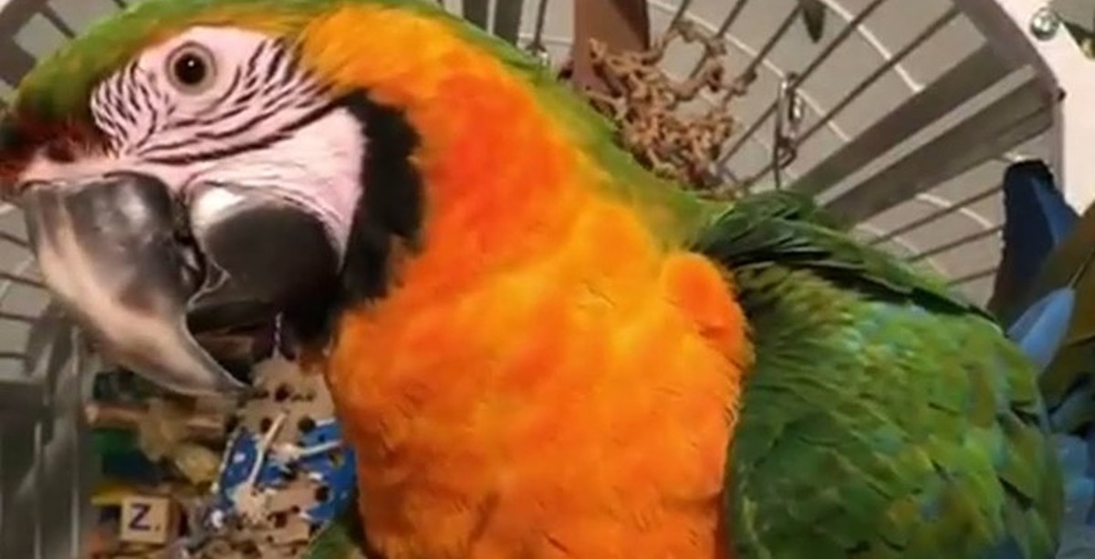 Это попугай видео. Смешные ролики про попугаев. Это попугай видео. Жако смешной. Попугай поет.