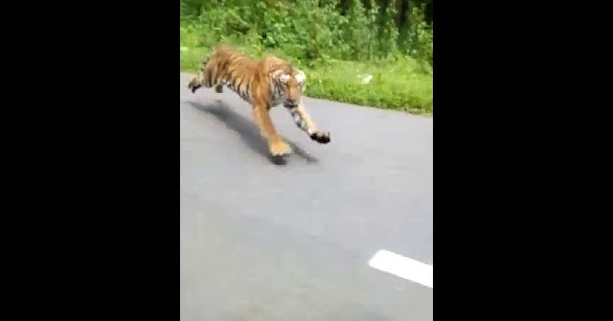 Тигр погнался за оленем и догнал