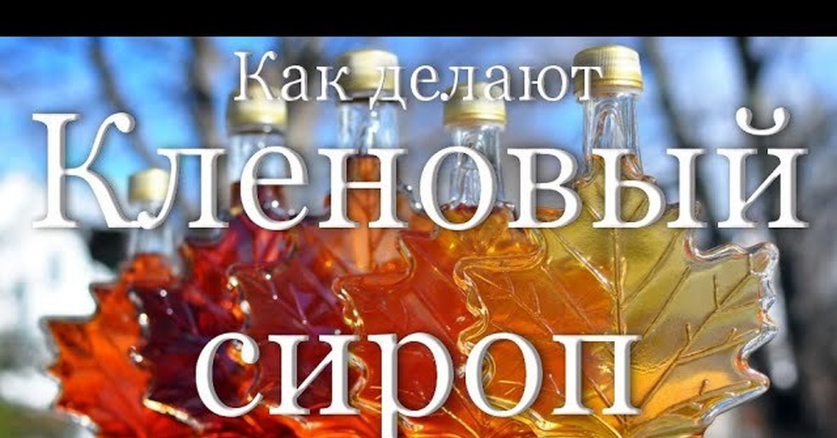 Как делают кленовый сироп | Пикабу