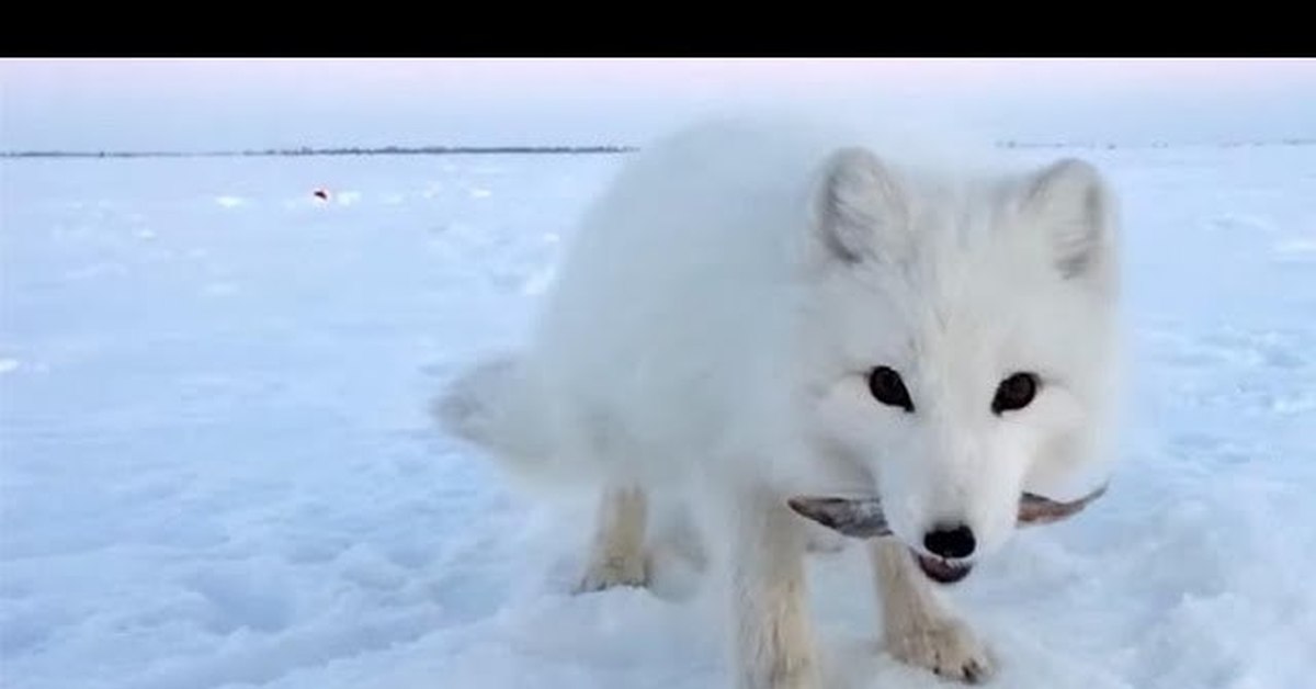 песня писец. голубой песец. песня писец. арктические пустыни писец. песня писец.