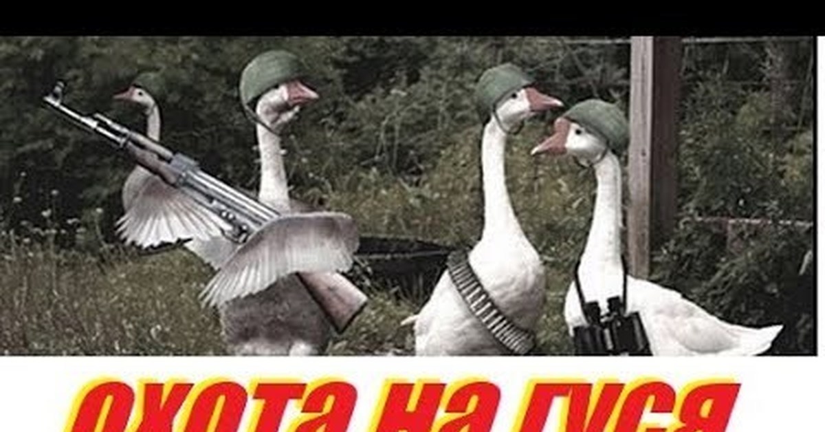 Военный гусь фото