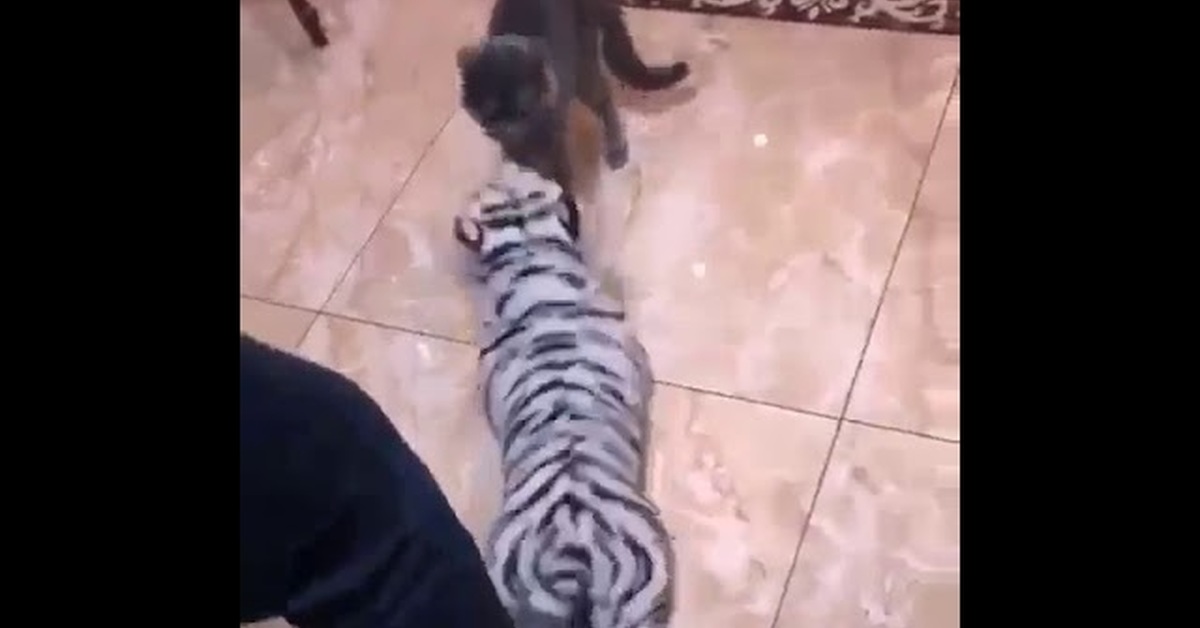 Ютуб нападения. Тигр дерутся с котом. Эдгард Запашный нападение тигра. Нападёт ли тигр на кота.