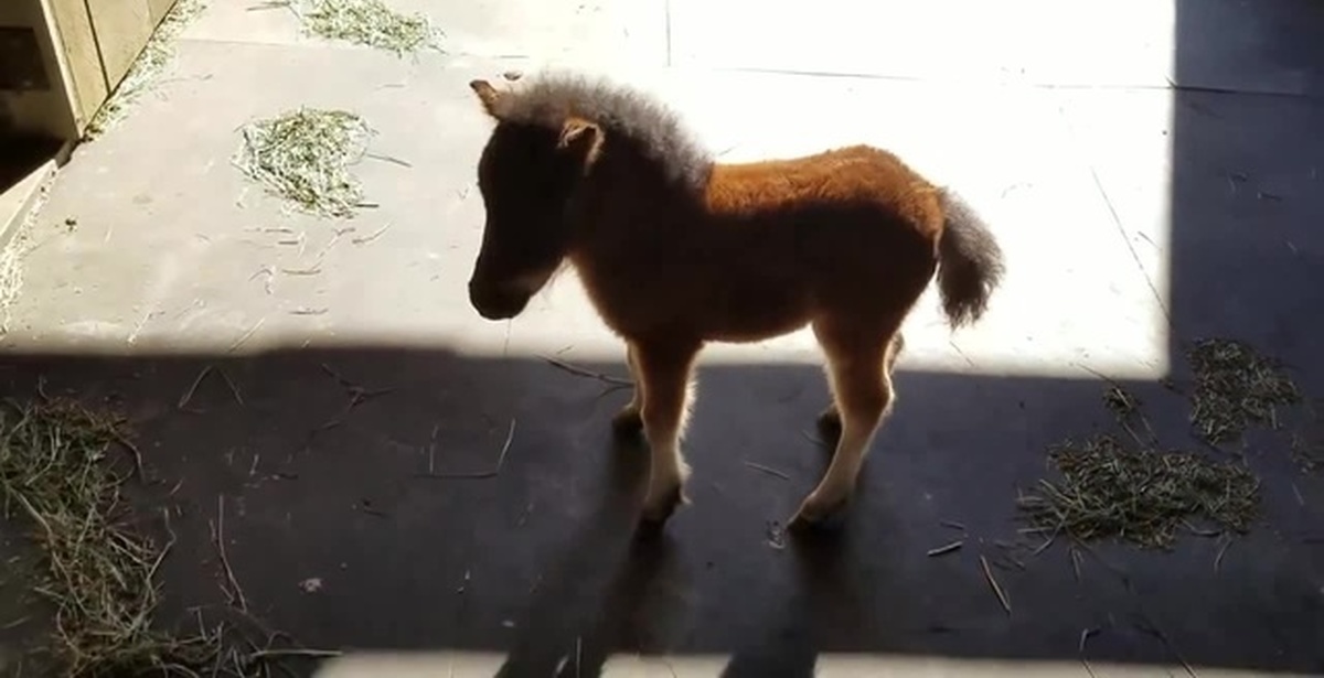 Кранч лошади. Jumping horses champions. Лошадь прыгает. Alycia burton и ее лошадь. Miniature horse its crunch time.