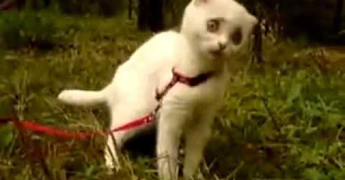 Смешные собаки видео до слез бесплатно