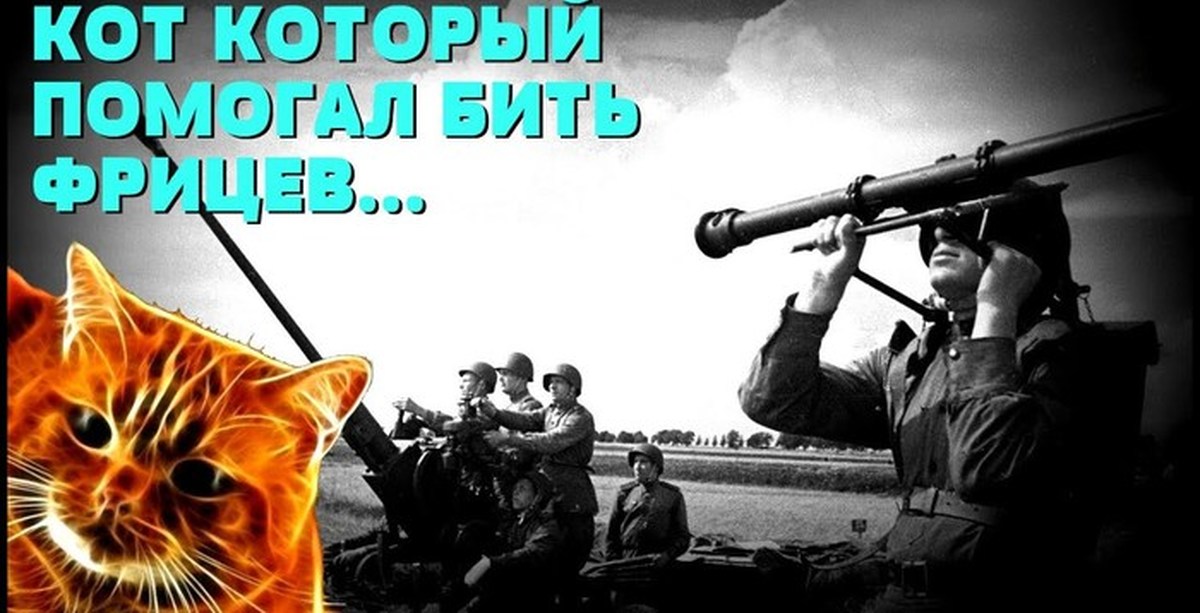 Кот на войне