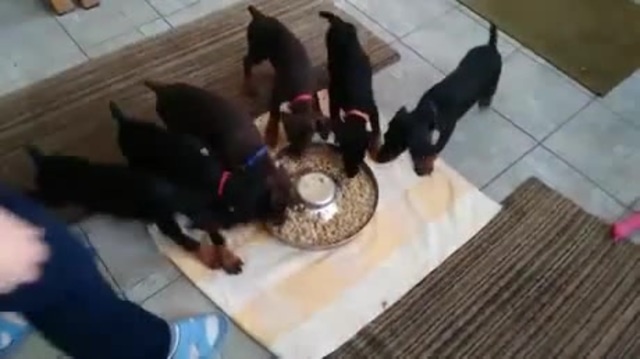 Можно ли собакам есть из одной миски