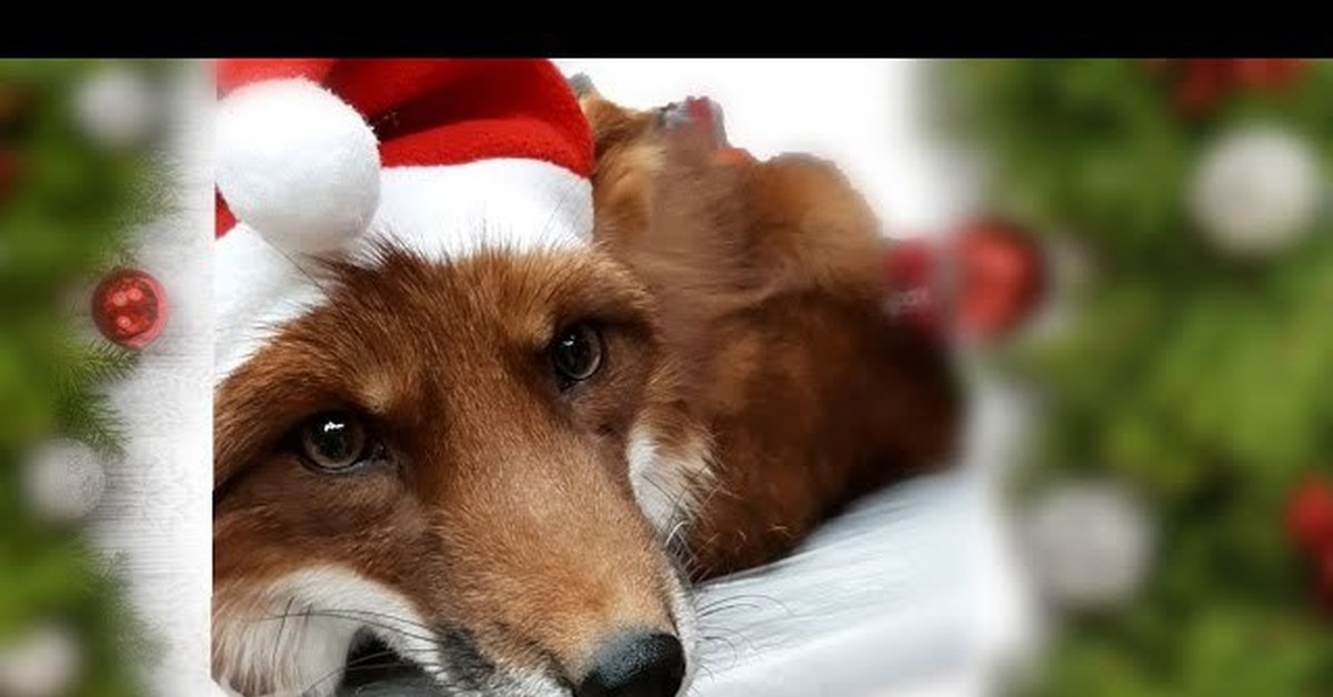 А Вы уже купили подарок своему питомцу? | Пикабу