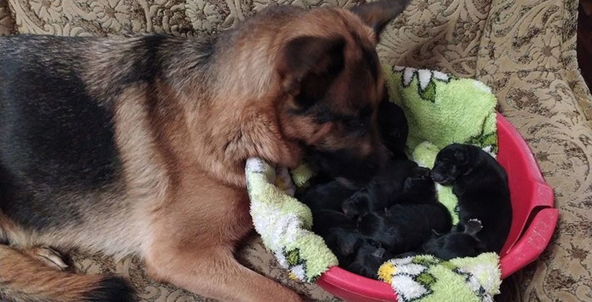 Сколько щенков рожает овчарка. Новорожденные щенки вео. Новорожденные щенки немецкой овчарки. Овчарка немецкая щенок родившийся. Какими рождаются щенки немецкой овчарки.