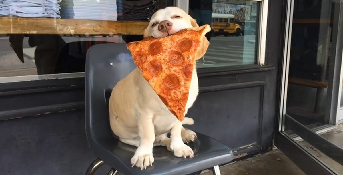 Украли пиццу. Собака и пицца. Животное с пиццей. Смешные животные с пиццей. Пицца прикол.