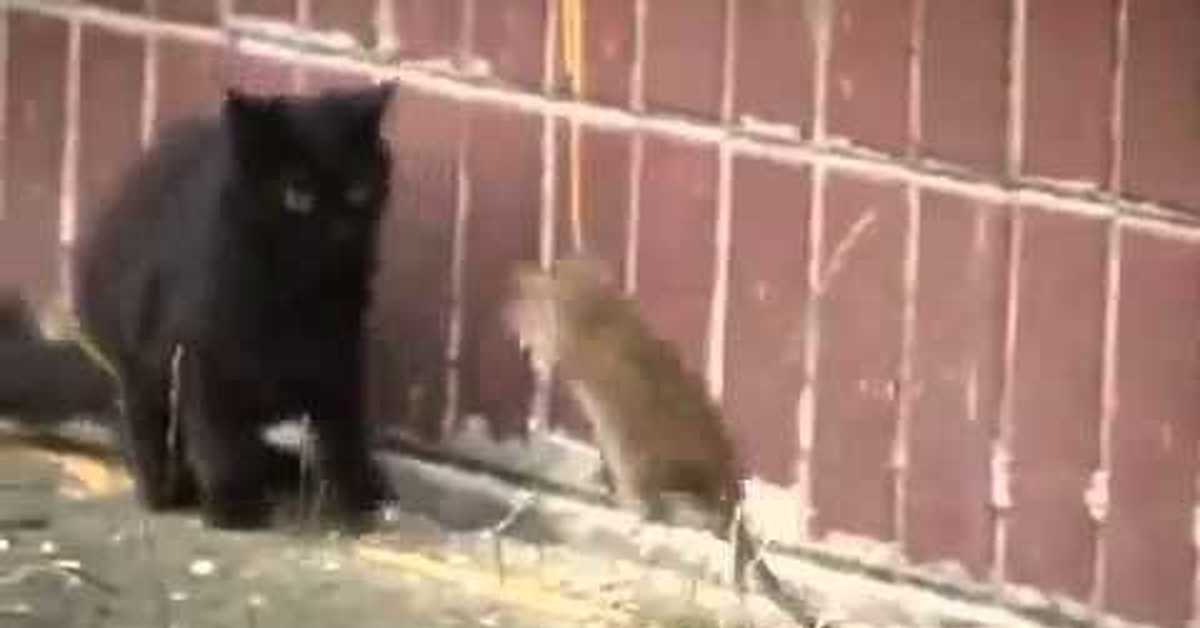 Нападение кошки. Кот нападает. Нападение крыс на кошек.