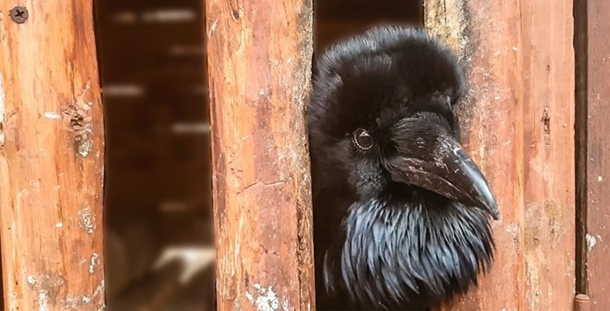 Говорящая ворона. Карлуша ворона. Карлуша ворона говорящая. Говорящие ворон Карлуша.