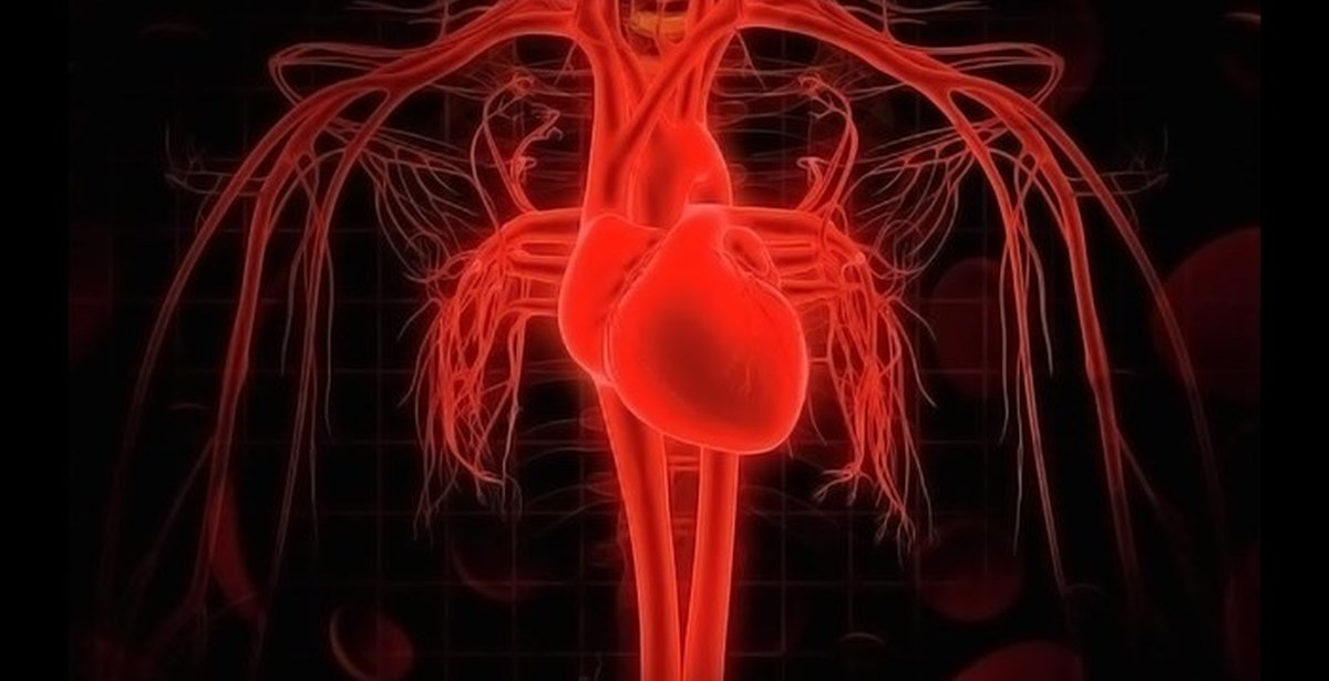 Воды сосуды человека. Кровеносная система кровь. Кровеносная система человека сердце. 3 Кровеносная система кровь. Крововеносная система.